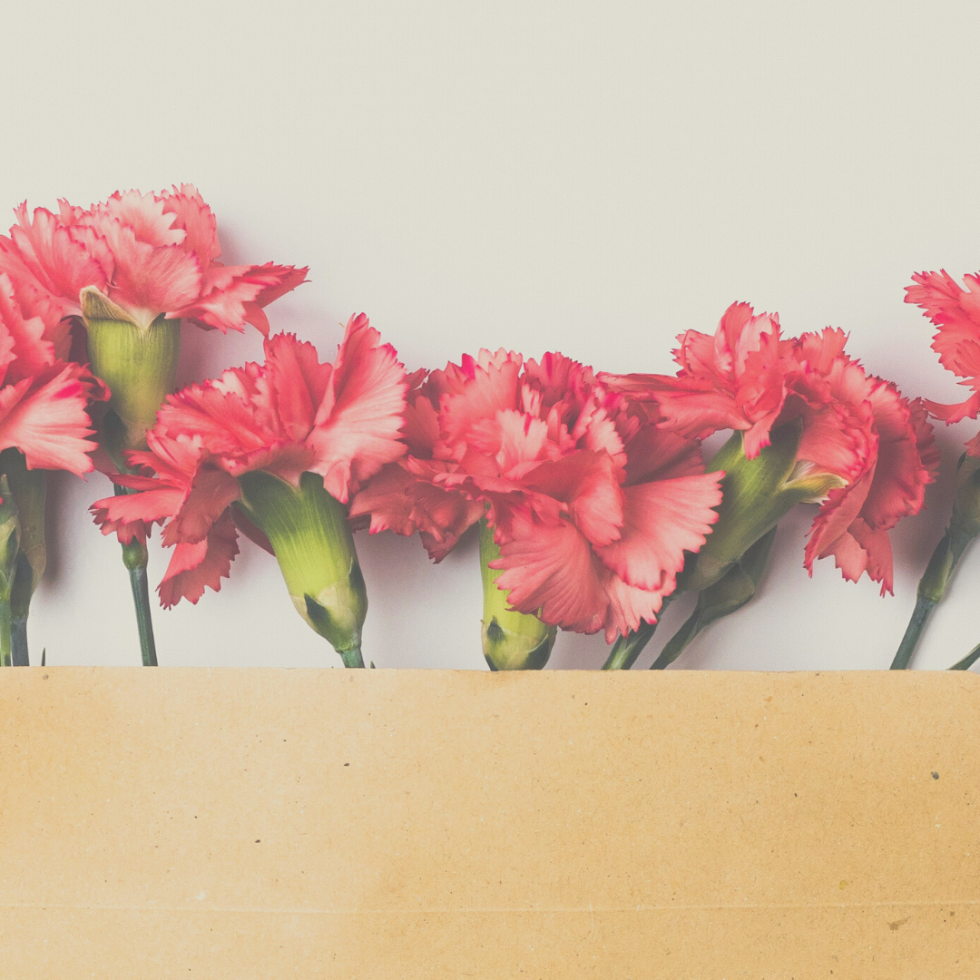 A bundle of bright pink carnations bursting out of a manilla envelope